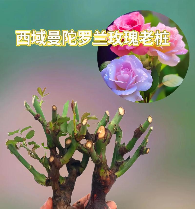 西域曼陀罗的花语有何深意？
