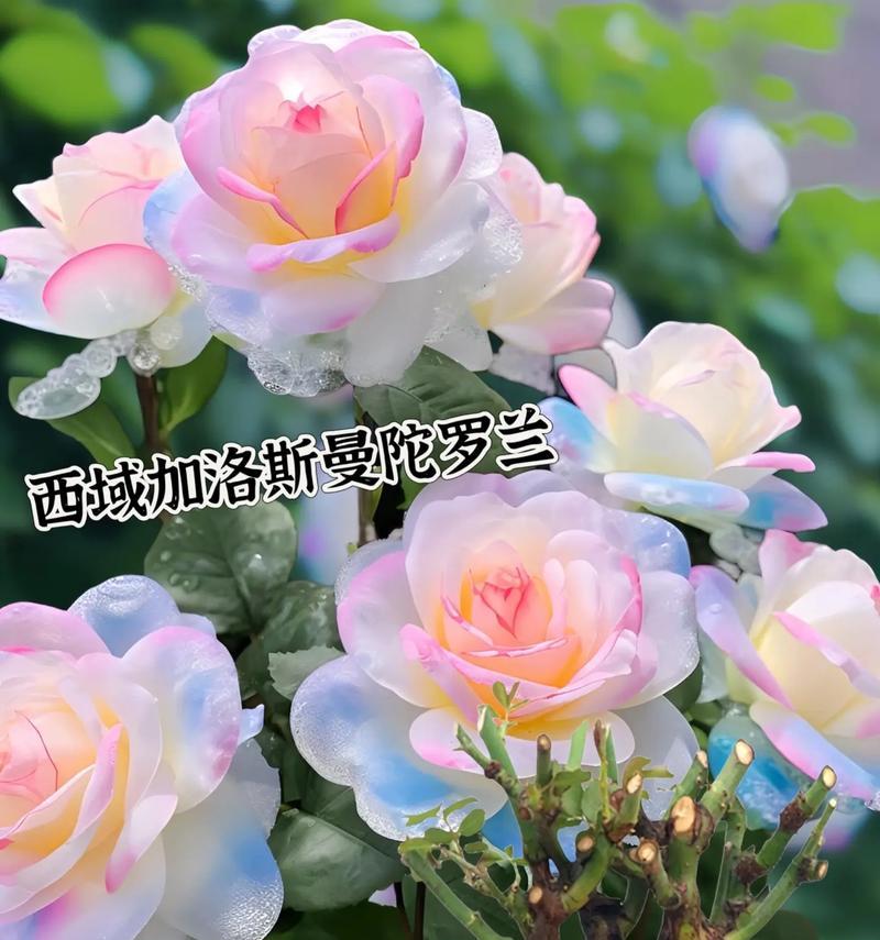 西域曼陀罗的花语有何深意？