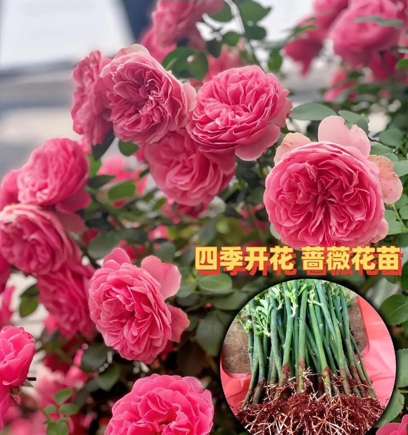 蔷薇应该施什么肥料？施肥的最佳时机是什么时候？