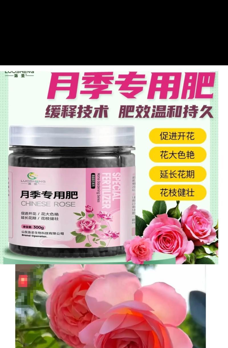 蔷薇应该施什么肥料？施肥的最佳时机是什么时候？