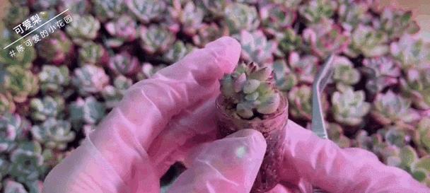 用塑料瓶如何帮助多肉植物生根？有哪些简单步骤？