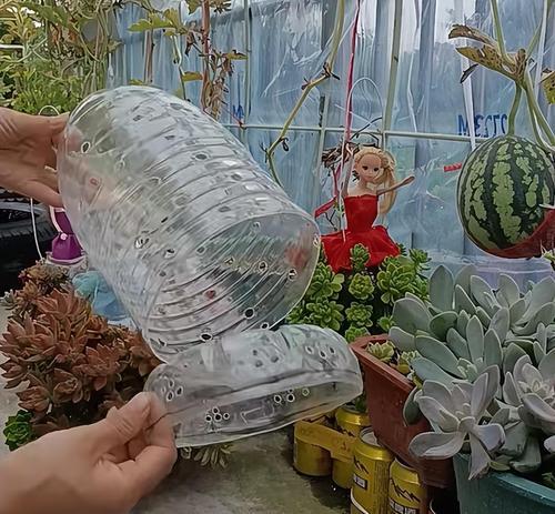 用塑料瓶如何帮助多肉植物生根？有哪些简单步骤？