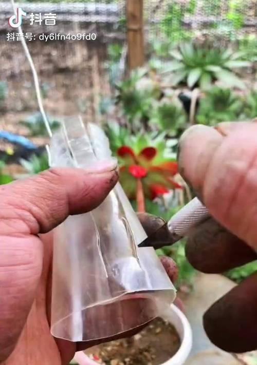 用塑料瓶如何帮助多肉植物生根？有哪些简单步骤？