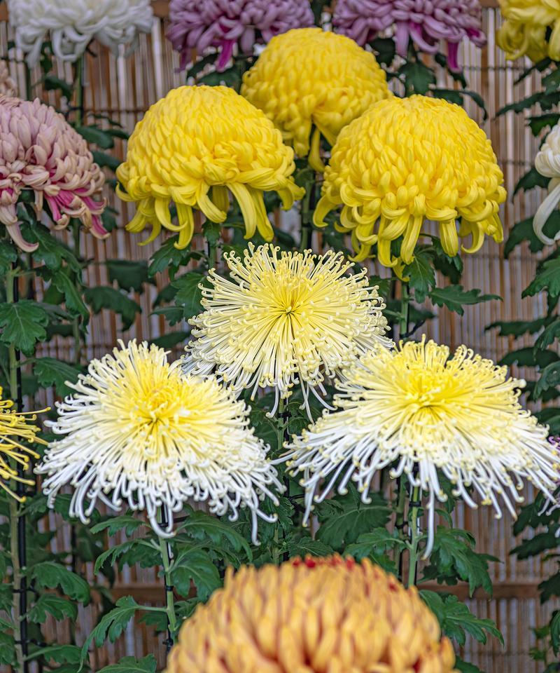 有哪些菊花？不同品种的菊花特点是什么？