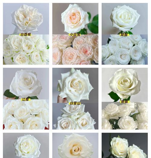 玫瑰花几朵几朵的什么意思？不同数量的玫瑰花代表什么？