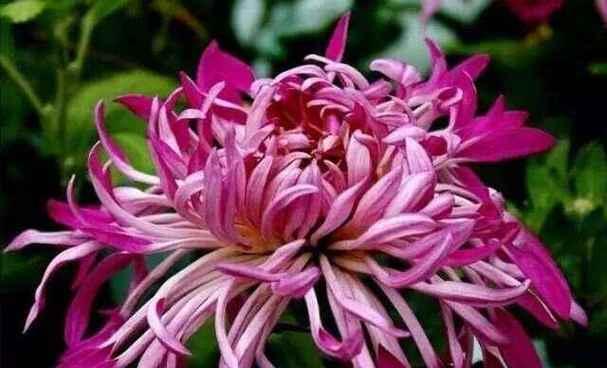 有哪些菊花？不同品种的菊花特点是什么？