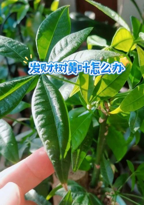 发财树黄叶的原因是什么？如何解决发财树黄叶问题？