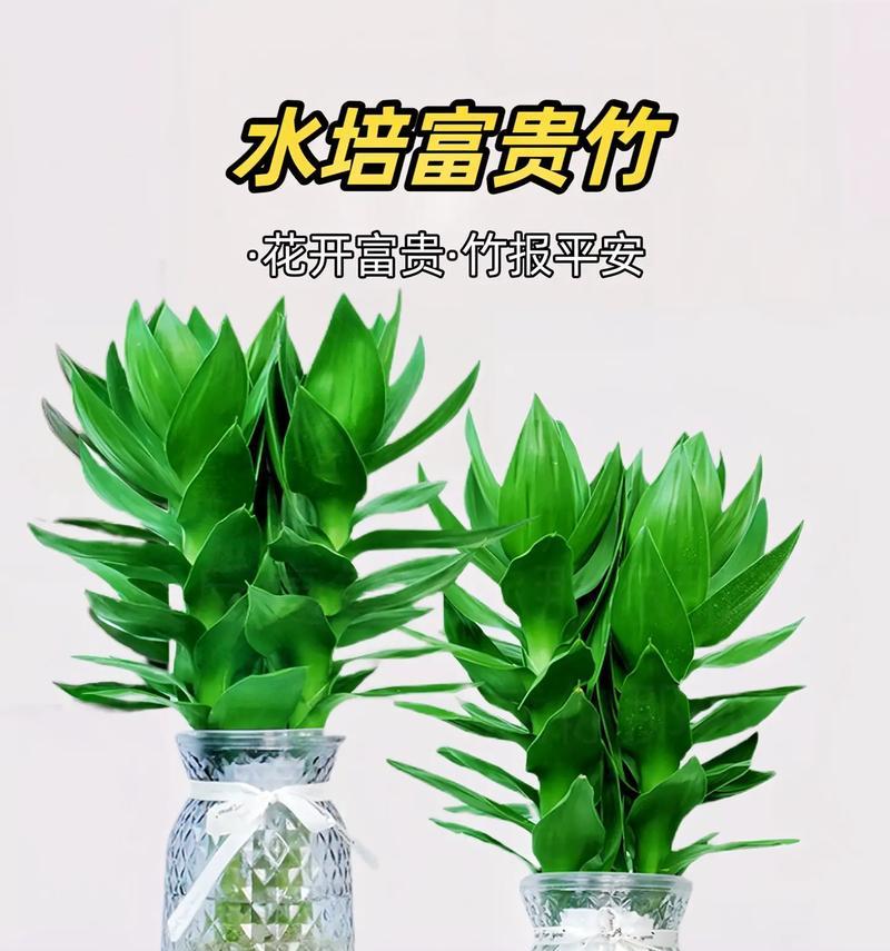 富贵竹造型有哪些创意方法？