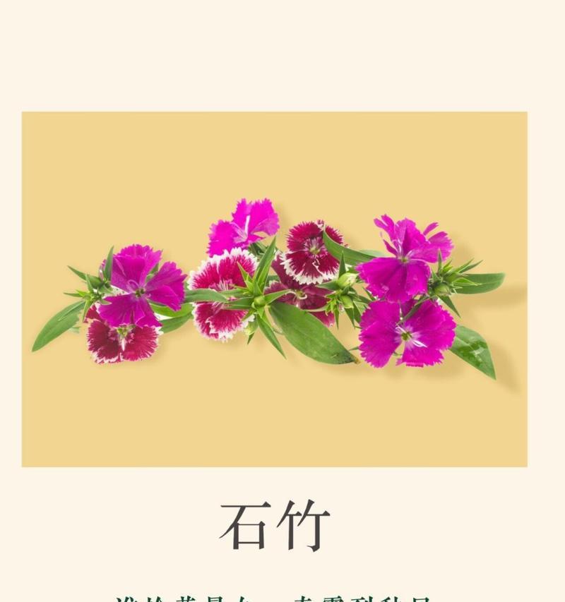 花语花事中的“不能花心”是什么意思？它传达了什么？