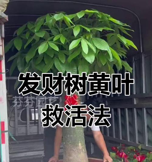 招财树的土壤选择和换土技巧是什么？