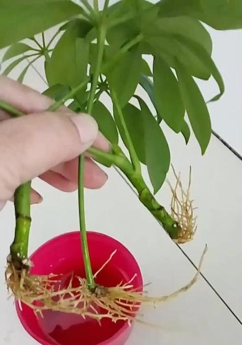 招财树的土壤选择和换土技巧是什么？