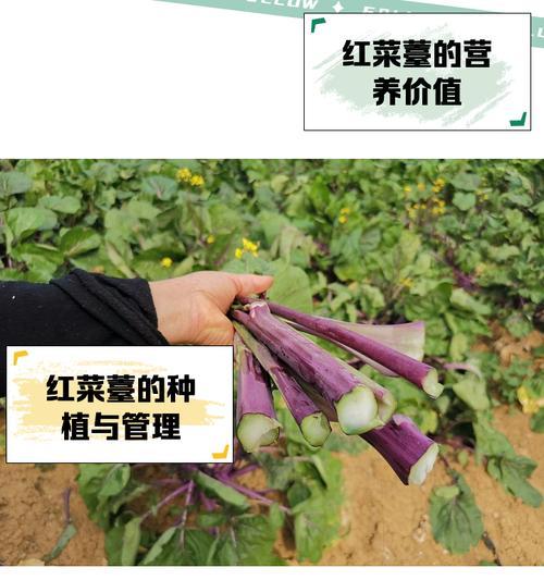 红菜苔种子盆栽的正确方法是什么？