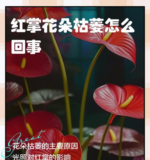 红掌花朵颜色不红的原因是什么？