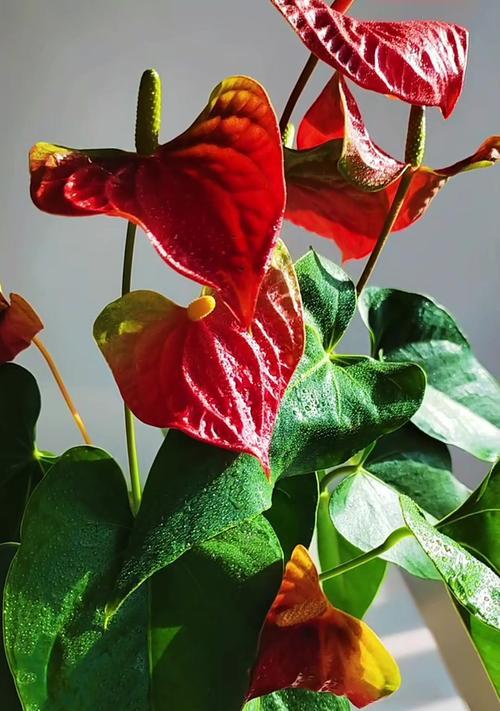 红掌花朵颜色不红的原因是什么？