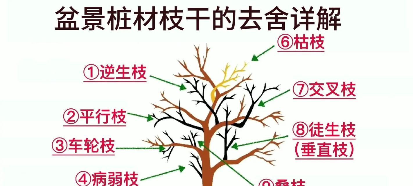 松树修剪的最佳时机和方法是什么？