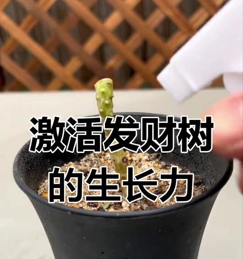 发财树重剪后不发芽的原因及解决方法是什么？