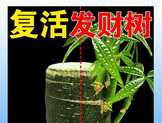 发财树重剪后不发芽的原因及解决方法是什么？