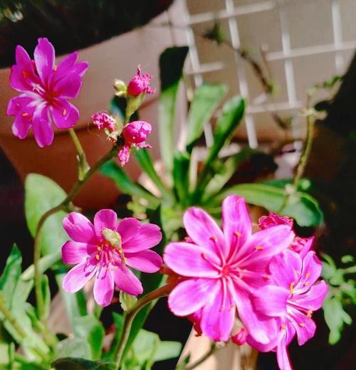 墙薇花什么时候开花？如何促进墙薇花的开花？