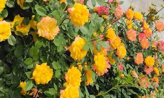 墙薇花什么时候开花？如何促进墙薇花的开花？
