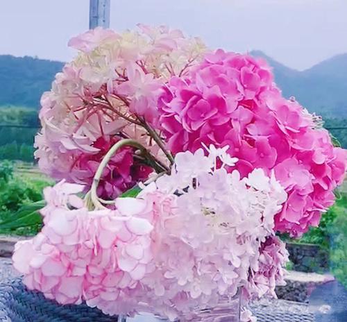 冷面的花语有何含义？这种花语适合什么场合？