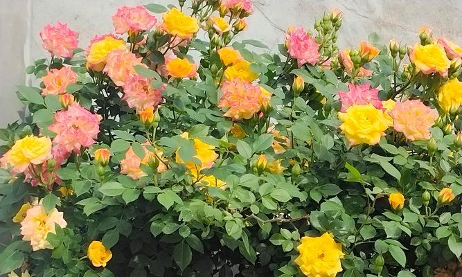 墙薇花什么时候开花？如何促进墙薇花的开花？