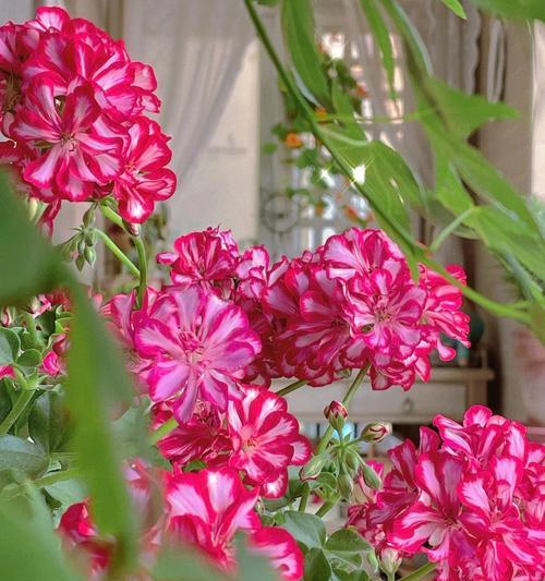 冷面的花语有何含义？这种花语适合什么场合？