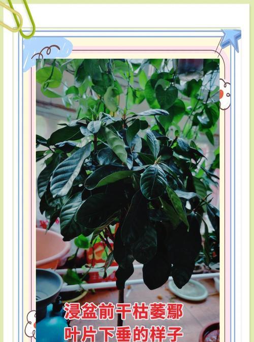 栀子花花期养护需要注意什么？