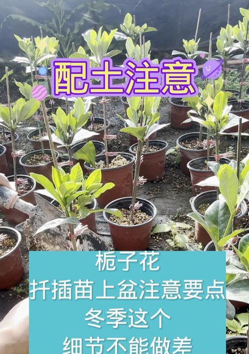 栀子花花期养护需要注意什么？