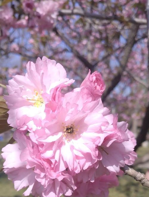 樱花的花语代表什么？在春天送樱花有何寓意？