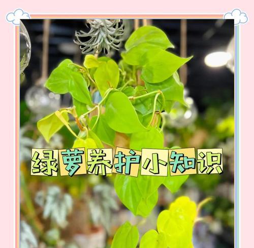 绿萝旺盛生长的秘诀是什么？