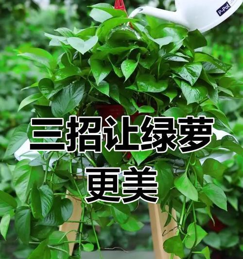 绿萝旺盛生长的秘诀是什么？