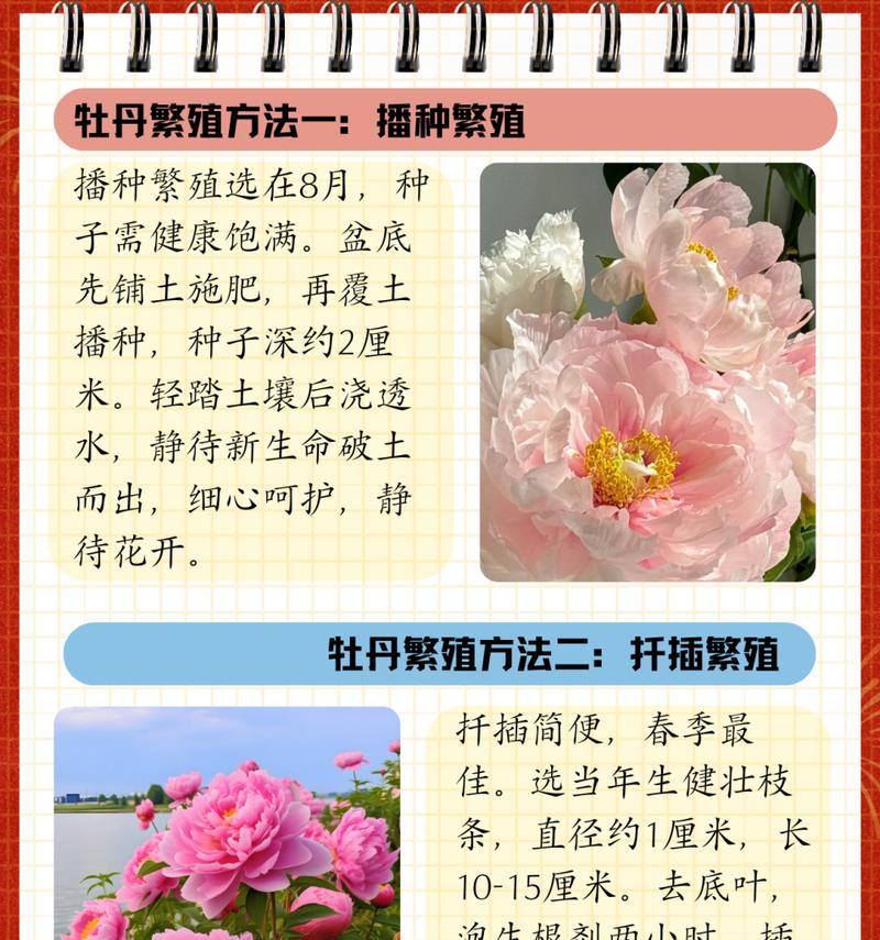 男人送女人牡丹花有何寓意？