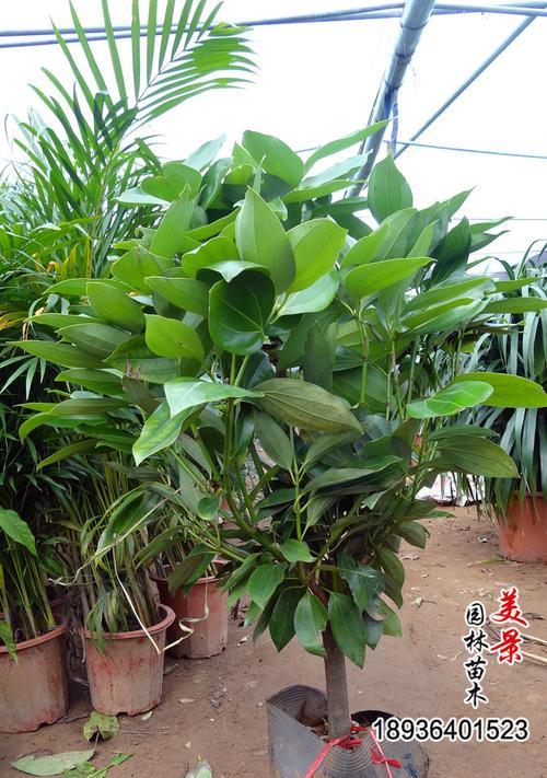 平安树种植的正确步骤是什么？