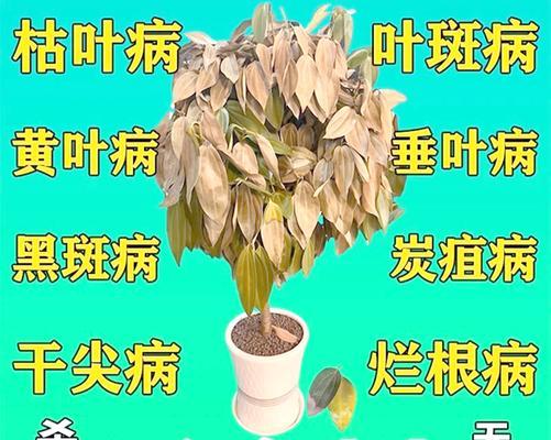 平安树种植的正确步骤是什么？