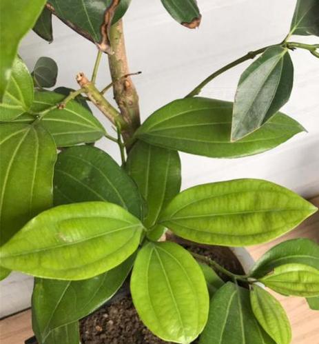 平安树种植的正确步骤是什么？