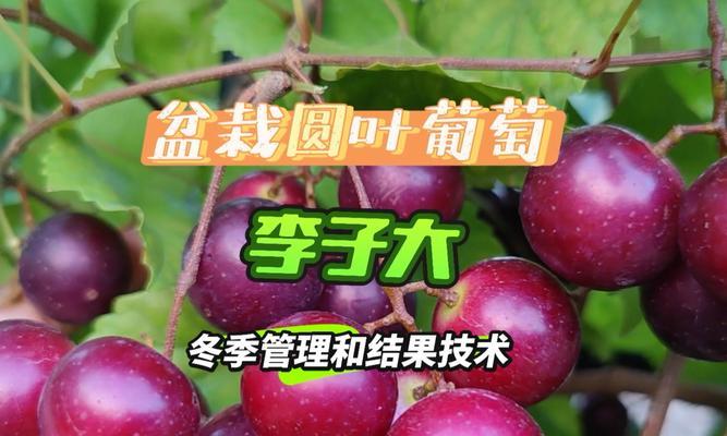 盆栽圆叶葡萄的产量如何？如何提高结果率？