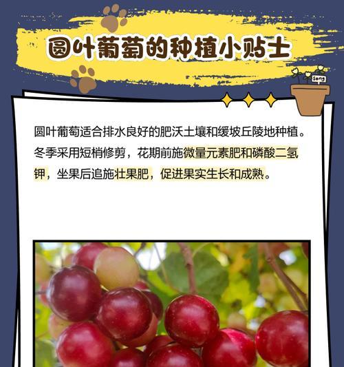 盆栽圆叶葡萄的产量如何？如何提高结果率？