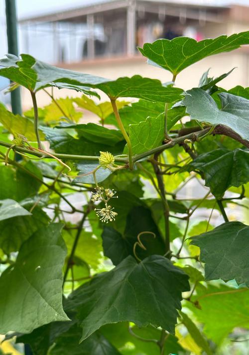 盆栽圆叶葡萄的产量如何？如何提高结果率？