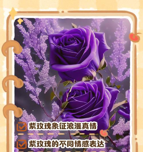 送老师什么紫色花语的花最合适？