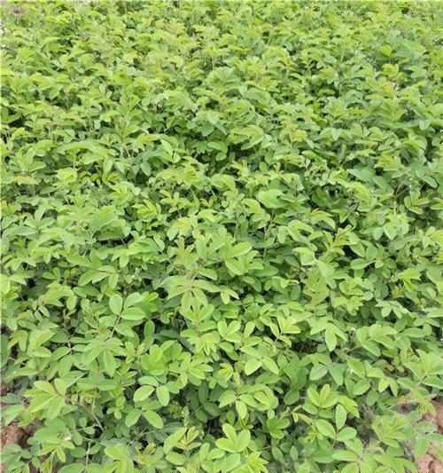 修剪玫瑰花枝有哪些技巧？如何促进新枝生长？