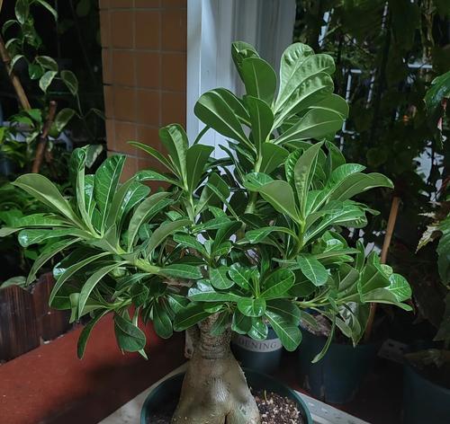 修剪玫瑰花枝有哪些技巧？如何促进新枝生长？