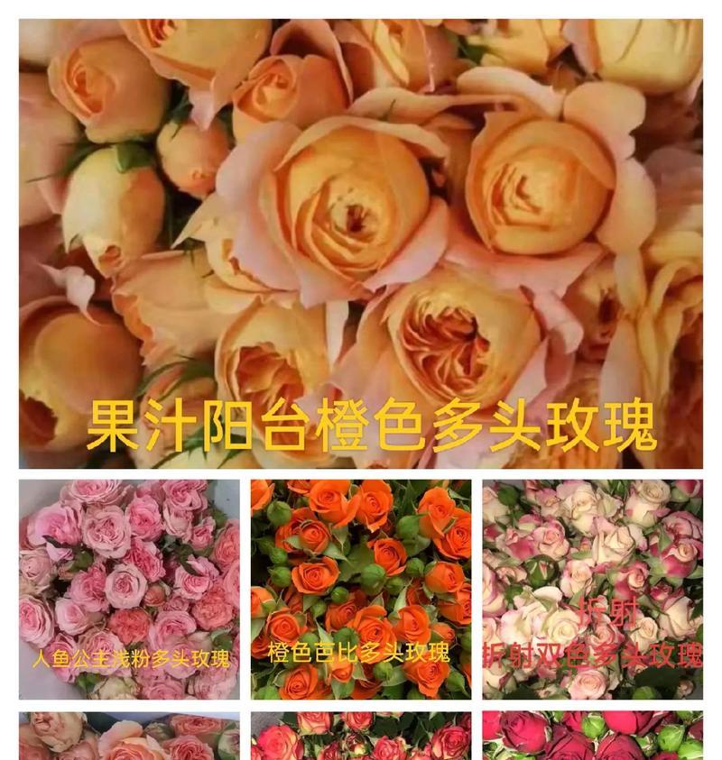 修剪玫瑰花枝有哪些技巧？如何促进新枝生长？