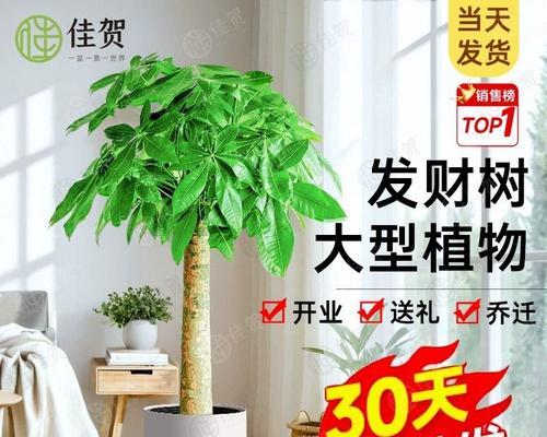 发财树用什么盆好看？哪种材质的盆栽更合适？