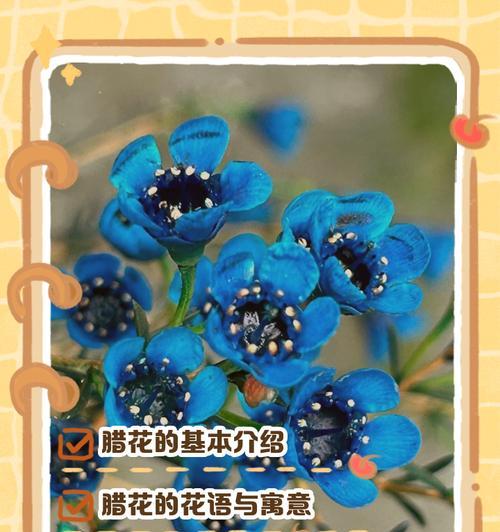 水瓶座男友喜欢的花束花语？