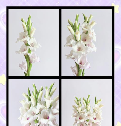 剑兰开花后需要进行哪些处理？如何延长剑兰的花期？