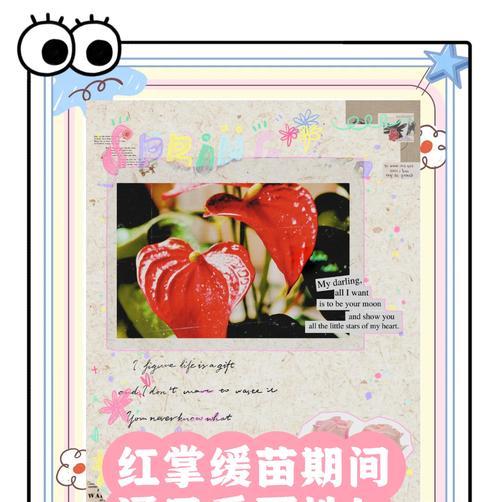 红掌植物的养护要点是什么？如何保持红掌的鲜艳花朵？