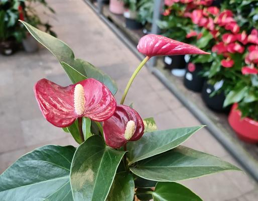 红掌植物的养护要点是什么？如何保持红掌的鲜艳花朵？