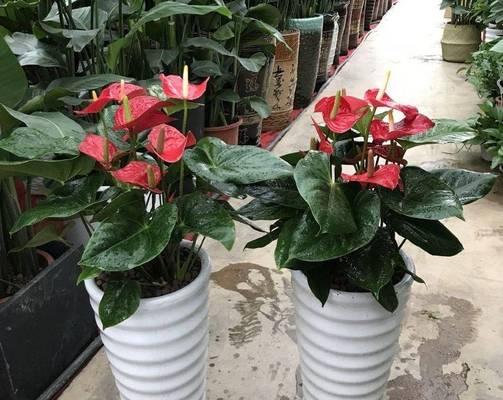 红掌植物的养护要点是什么？如何保持红掌的鲜艳花朵？