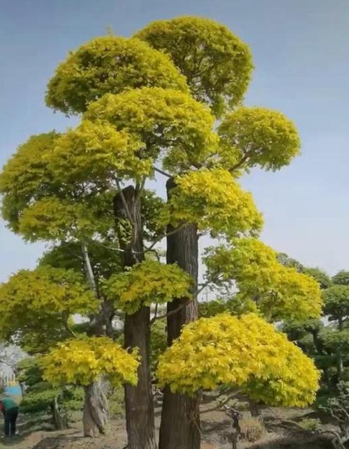 秋天适合种植哪些树种？如何选择适合的树种？