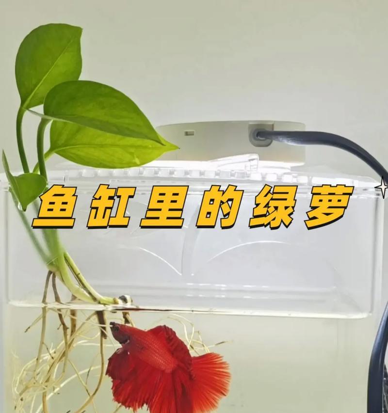 室内绿萝养殖需要注意什么？怎样保持健康生长？